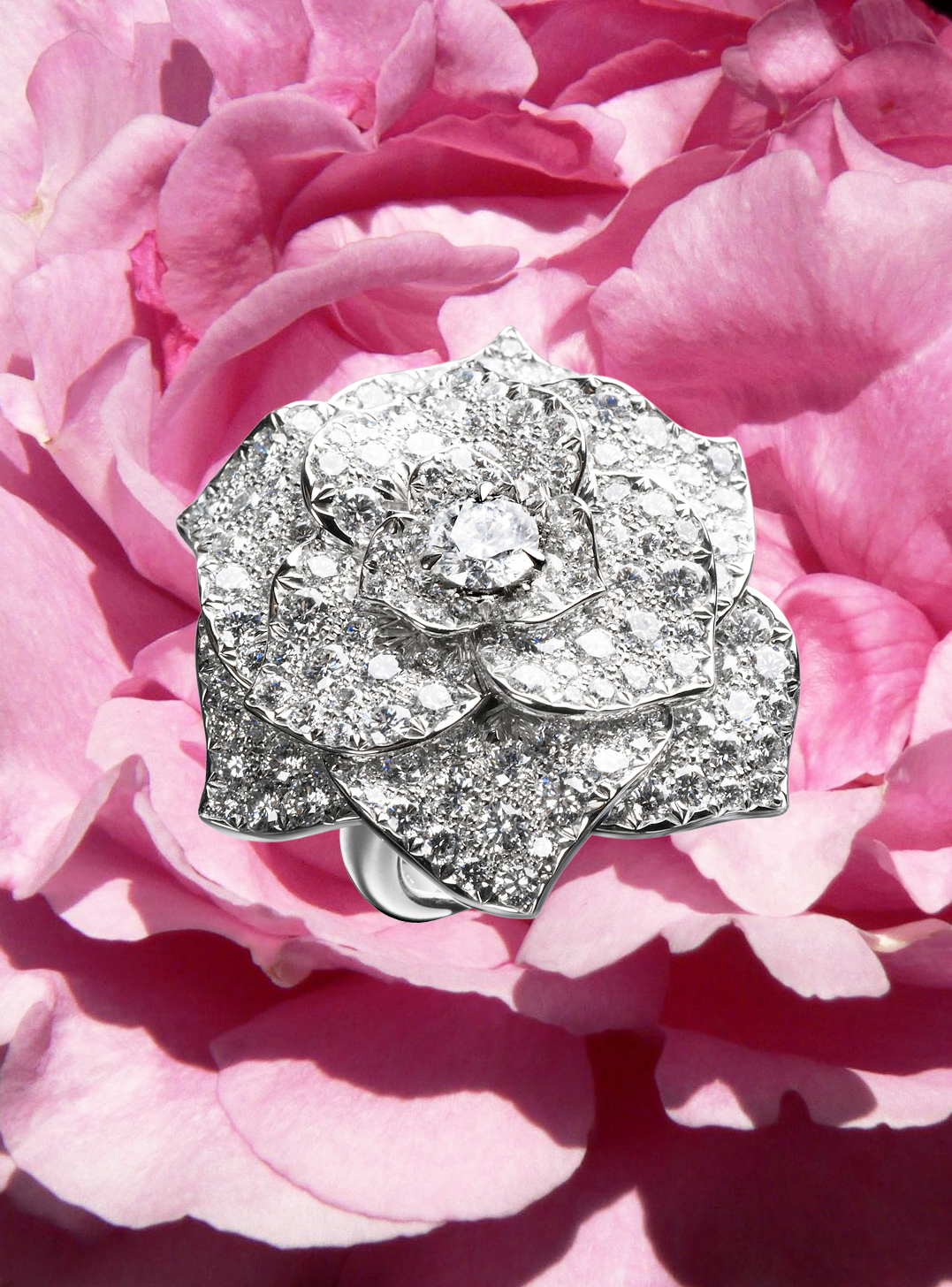 Piaget Rose
