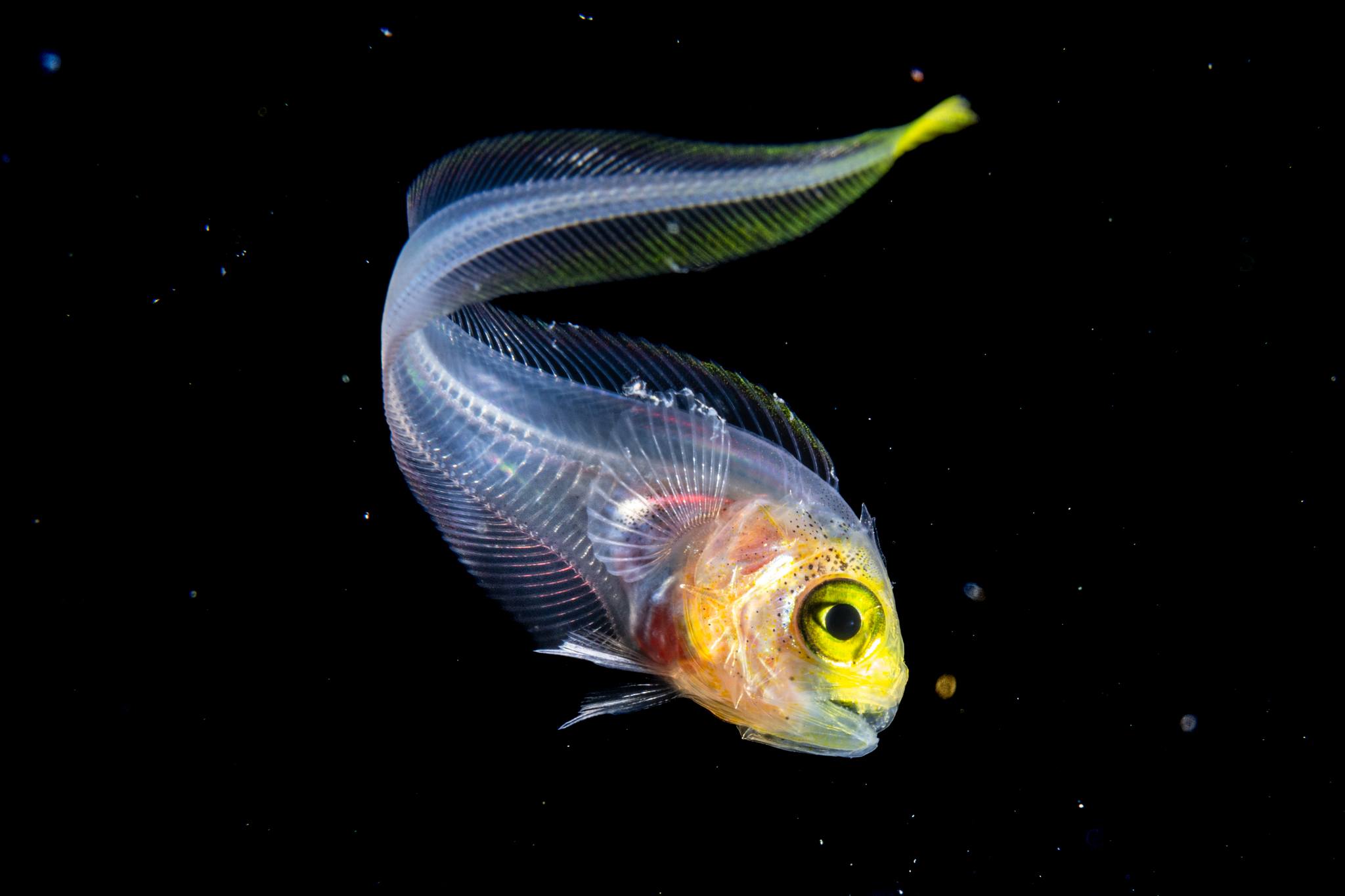 Blancpain Ocean Photographer of the Year 2025