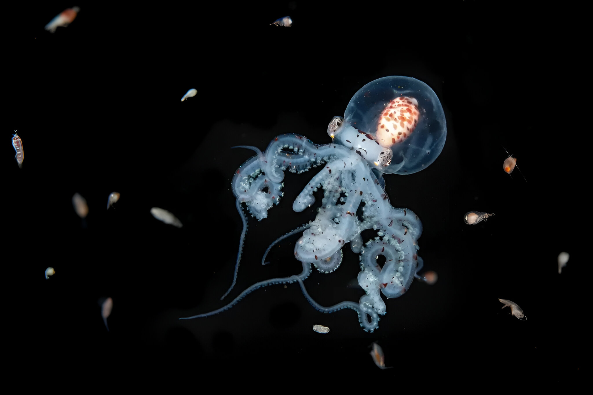 Blancpain Ocean Photographer of the Year 2025